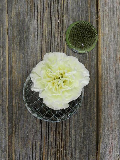 POLIMNIA  CREAM CARNATIONS